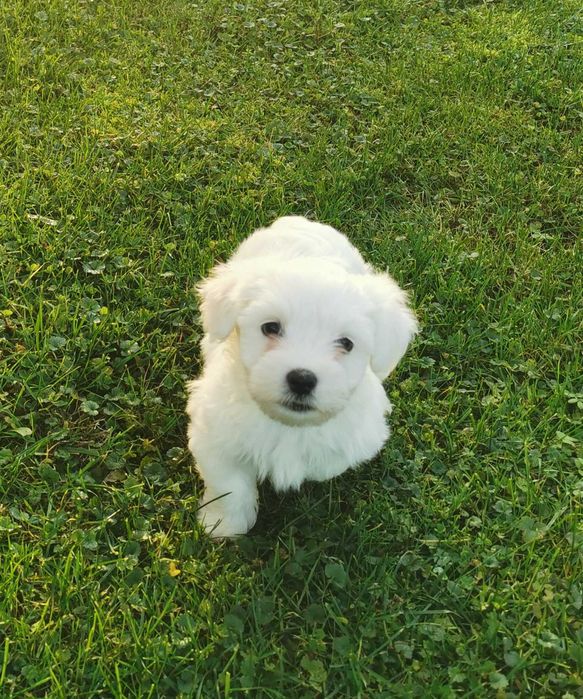 Super chłopiec rasy MALTAŃCZYK !!