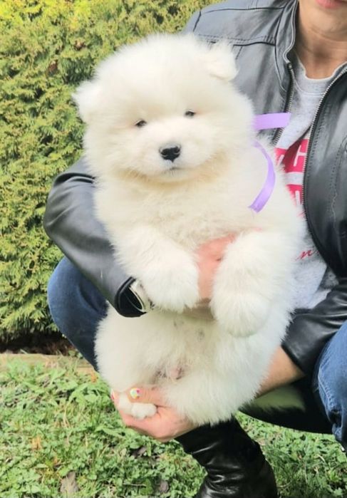 Samoyed szczenię z rodowodem