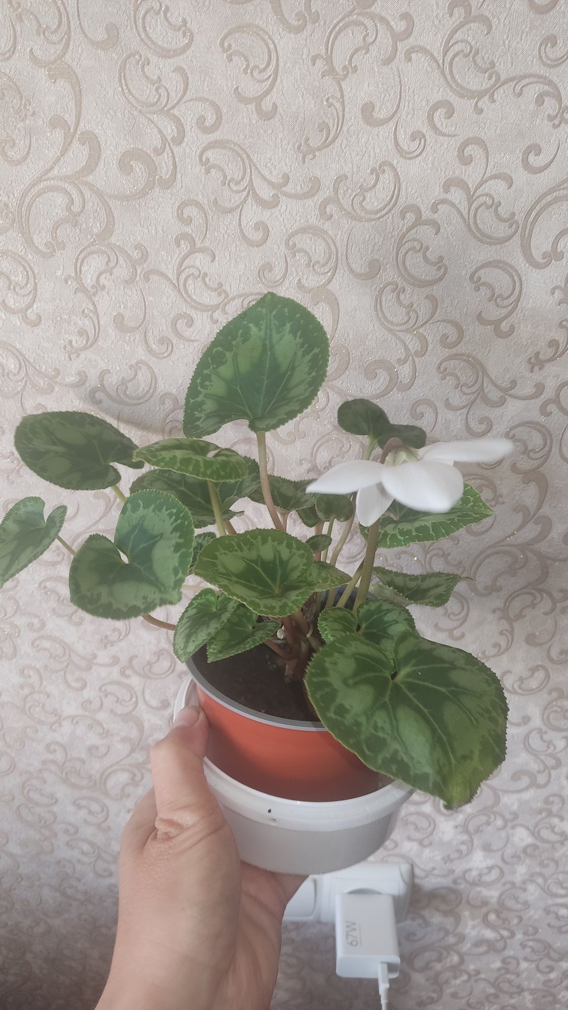 Продам Білий цикламен