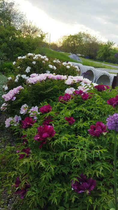 Пропродам дерево видний піон від 50 грн