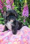 Shihpoo sunia shihtzu pudel toy