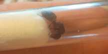 Camponotus ligniperda Q 2025!!