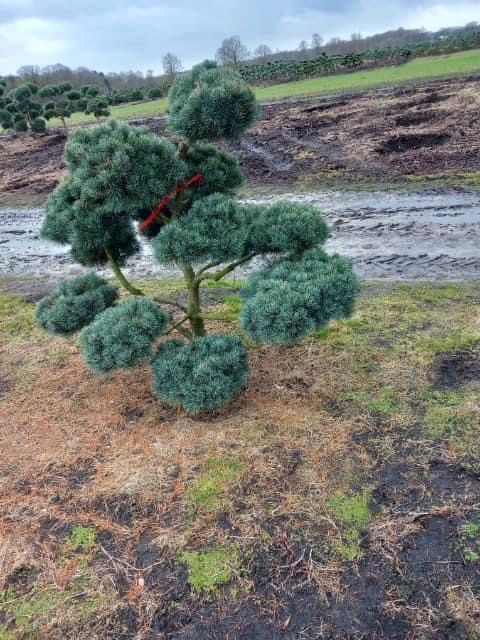 Bonsai-Niwaki formowane sosna cis jałowiec. Laurowiśnia jodła szmaragd