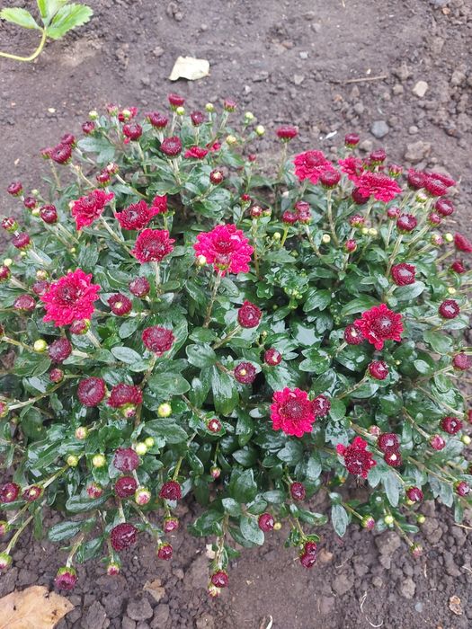 Хризантема шаровидна мультіфлора вишнева ,,Camina Reed,,