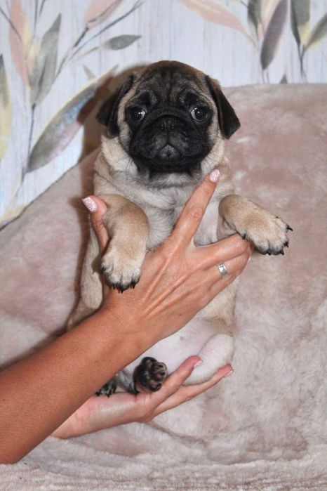 Бомбезні мопсюлі