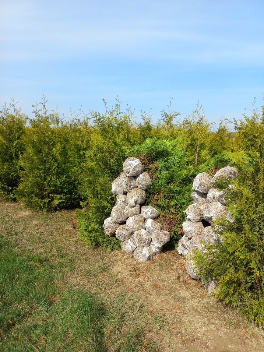 Thuja Brabant 180-200cm ( nie smaragd szmaragd )