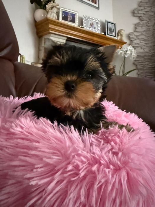 Yorkshire Terrier York ZKwP FCI śliczna dziewczynka