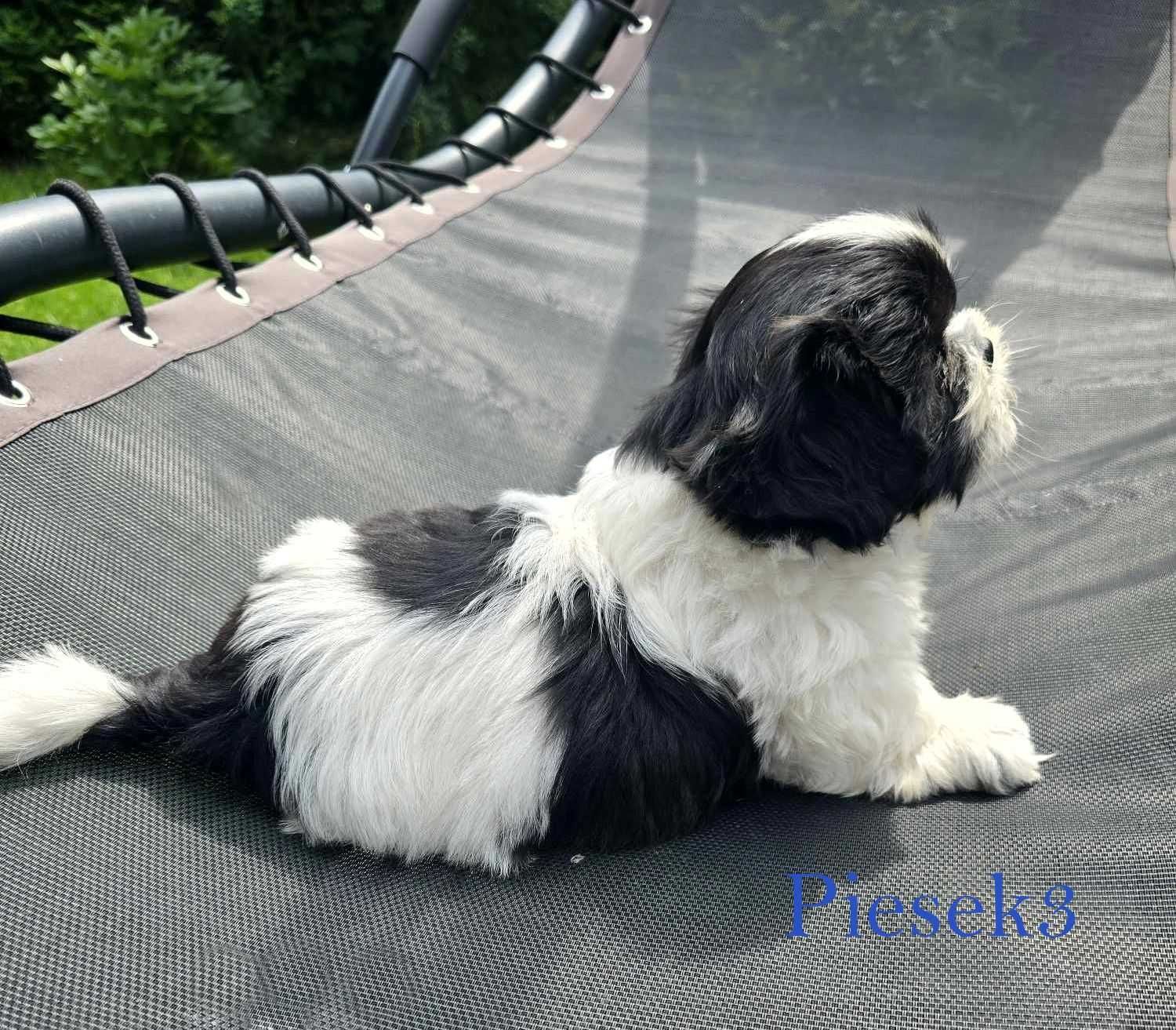 Piesek słodziak biało-czarny Shih tzu