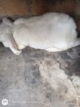 Sprzedam kruliki barany francuskie
