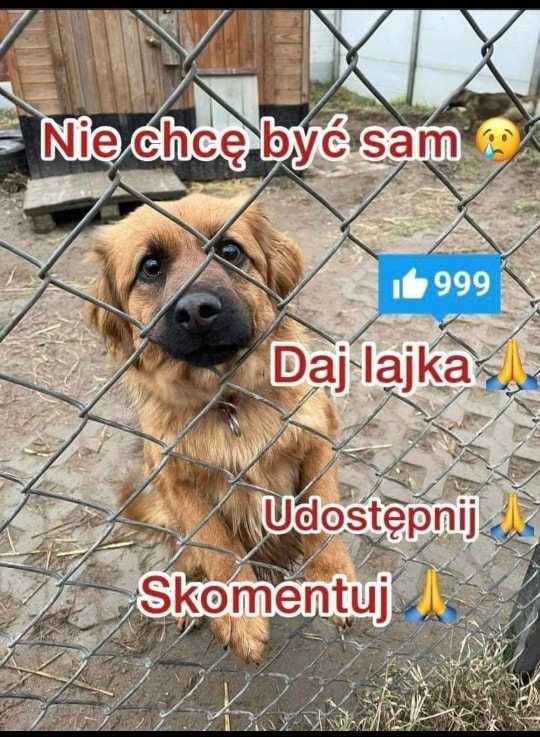 Mobi wyjatkowy ok 5 let.psiak czeka na kochający dom   Korebiewice