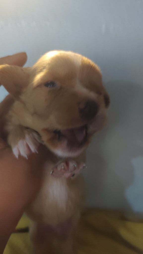 Animais pá adocao