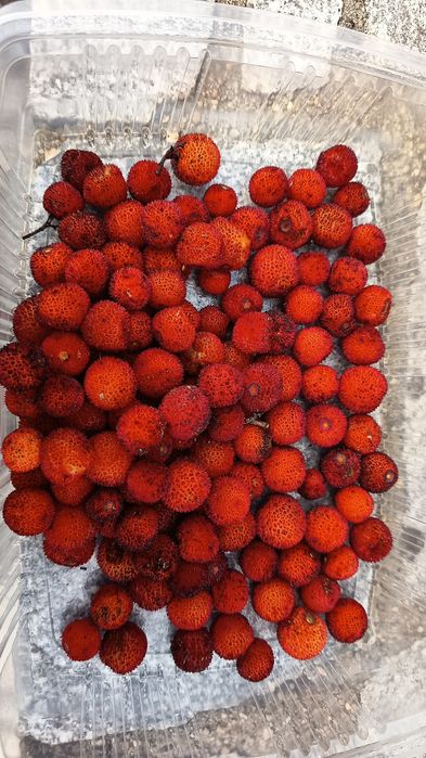 Medronho fresco biológico fruta