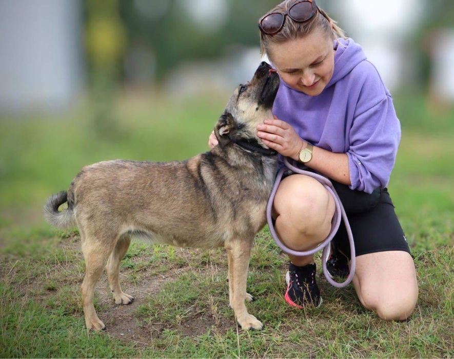 Cudowna, spokojna i przyjacielska suczka szuka domu!