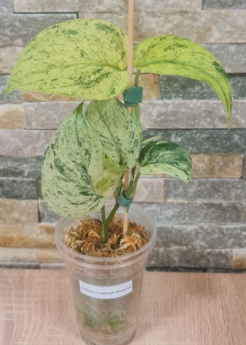 Scidnapsus Jade Satin marble var,5 liści,super geny