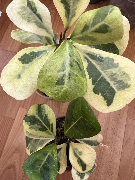 Фікус коконат крем алі амстел голд