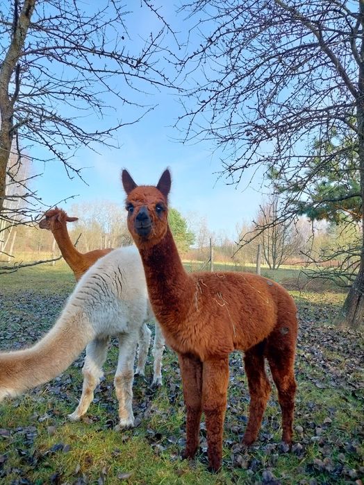 Sprzedam młodego samca alpakę