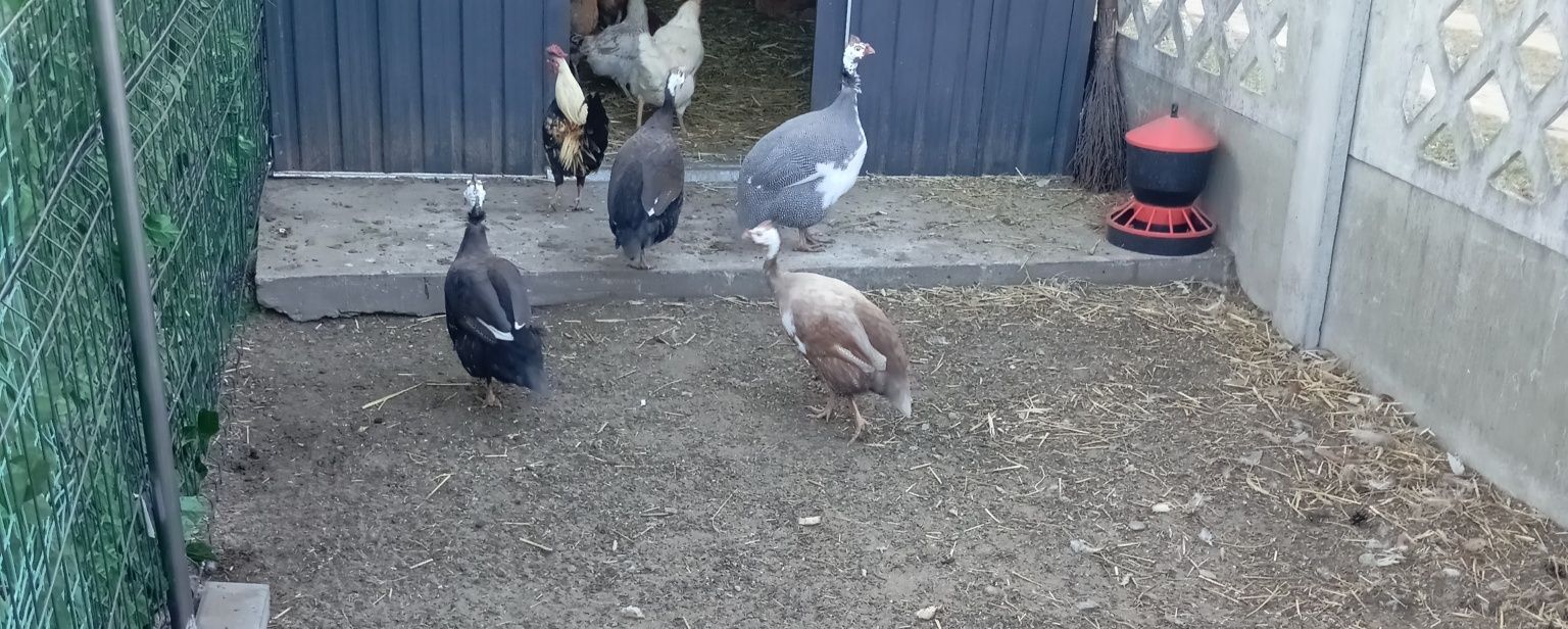 Jaja lęgowe perliczek widocznych na zdjęciu