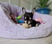 Chihuahua Długowłosy Piesek FCI