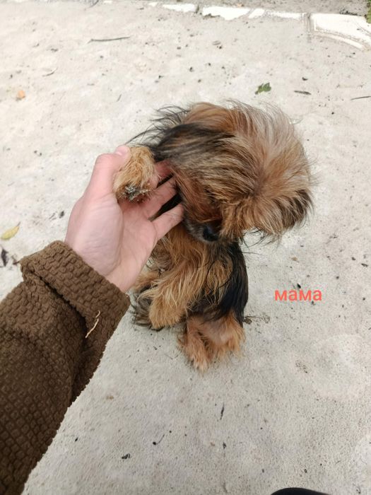 Цуценята БЕЗКОШТОВНО,  Мама метис йорка та пекінеса