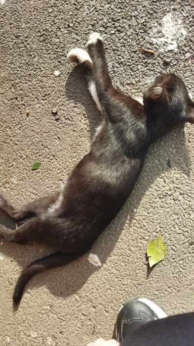 Котик в добрі руки