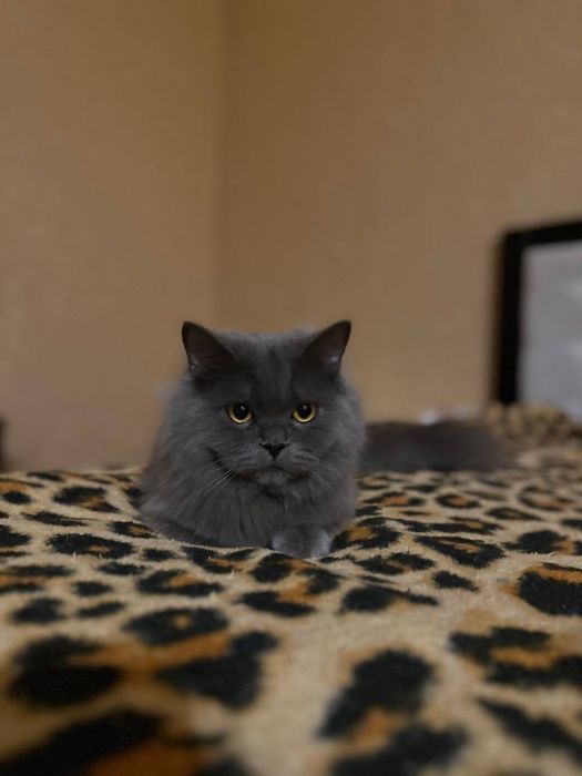 Злучка котів scotish stright