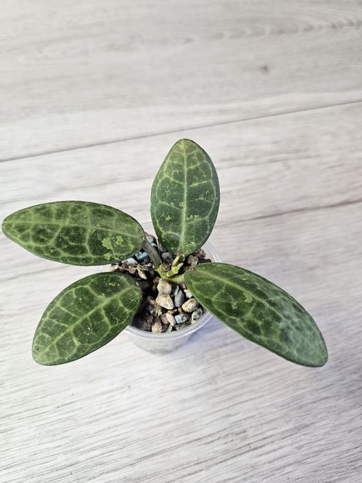 Hoya elliptica splash