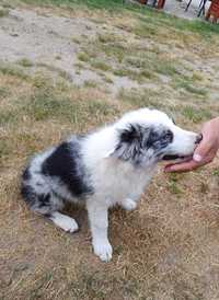 Piesek rasy Border Collie