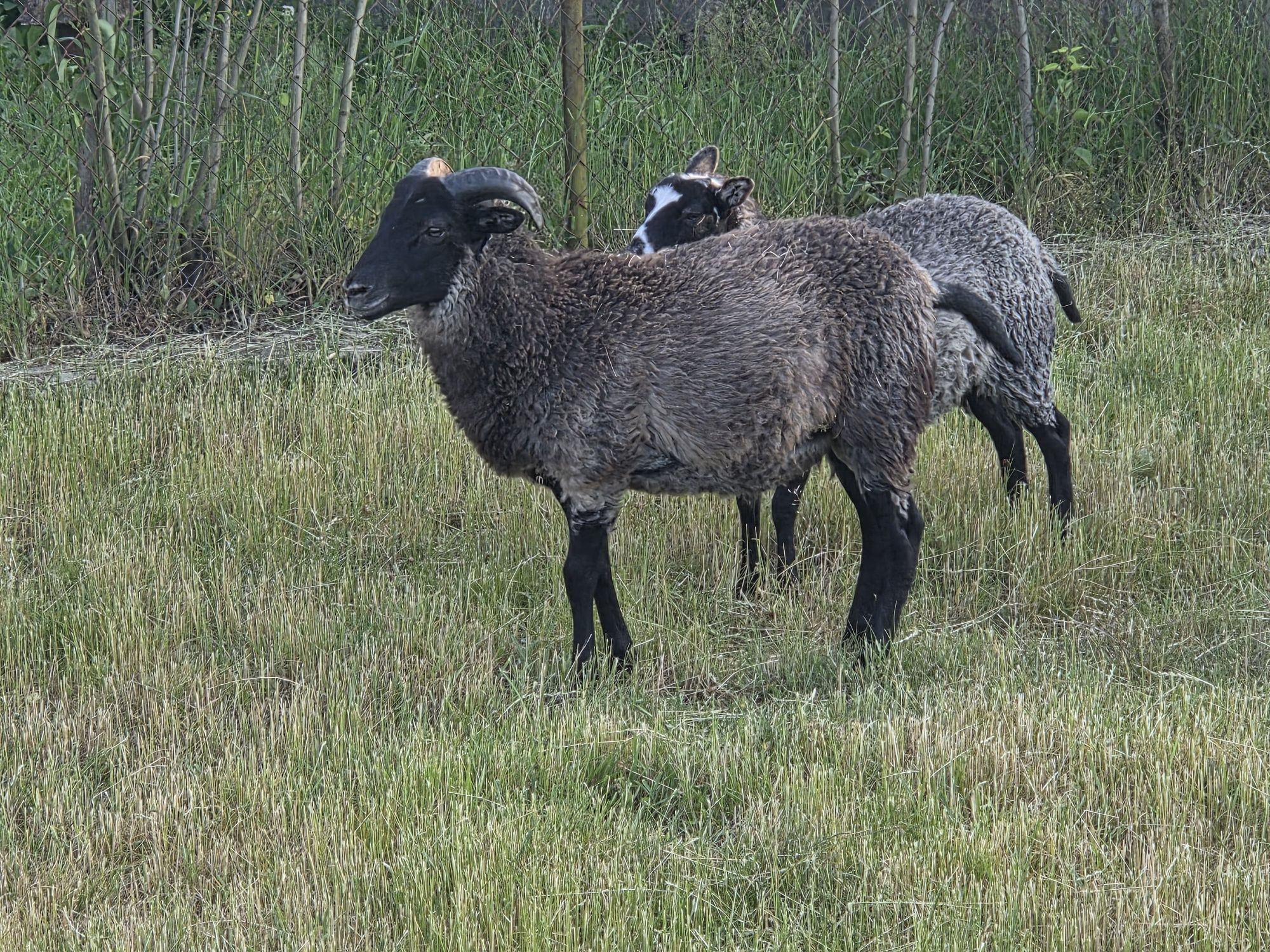 Baranki Wrzosówka