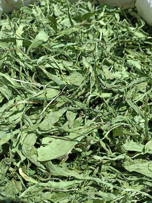 Babka lancetowata Liść babki lancetowatej 0,25kg Dla gryzoni, królika