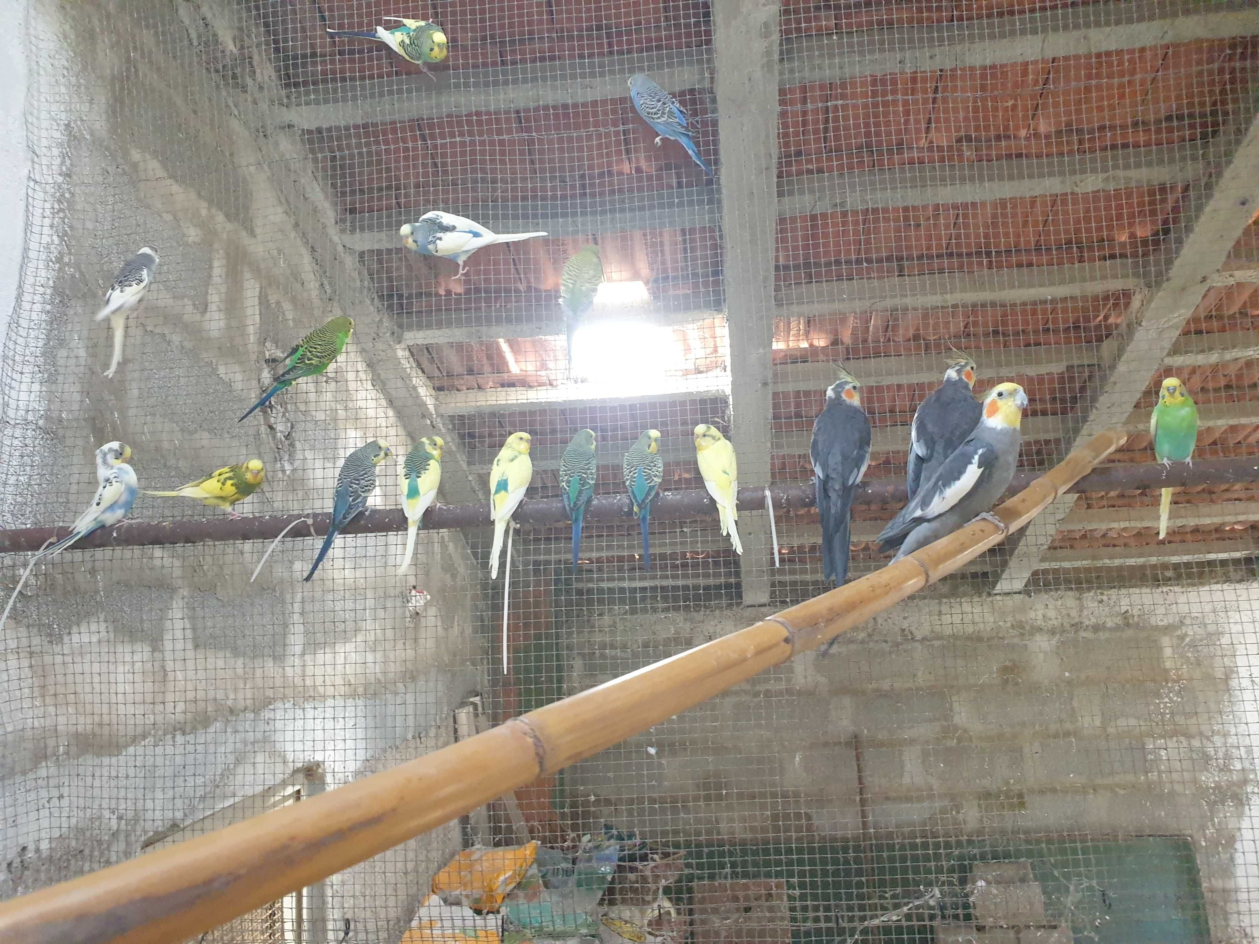 Piriquitos varios