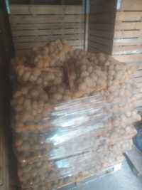 Ziemniaki jadalne Soraya