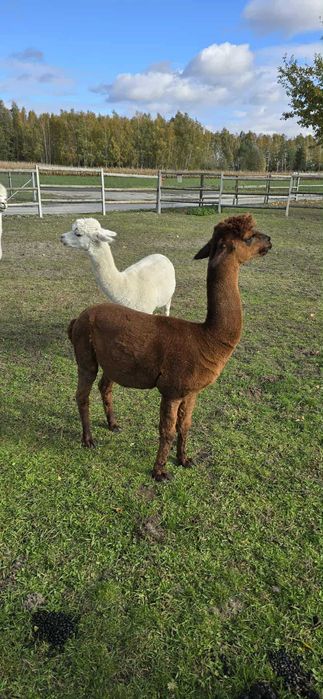 Sprzedam samce alpaka