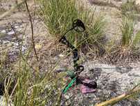 Arco composto Diamond / Bowtech