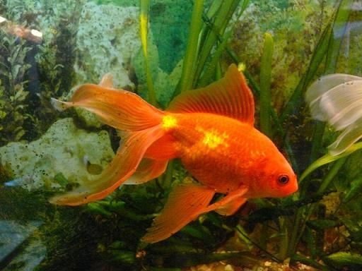 Karp koi, Karaś, Złota Orfa