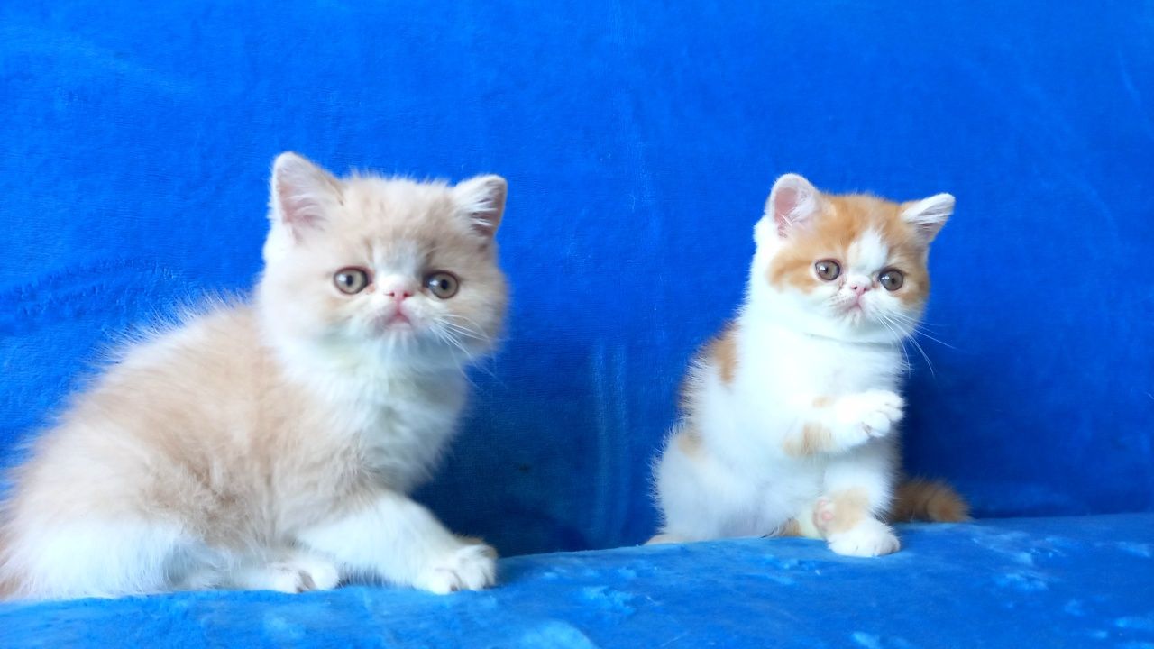 Продаются котята экзоты