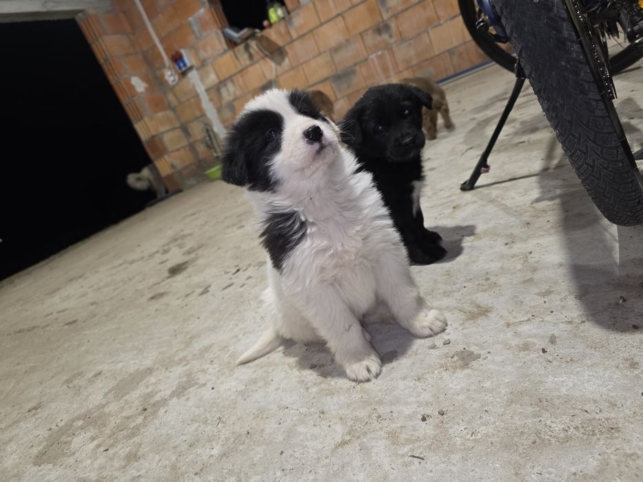 Pieski - owaczrek podhalański