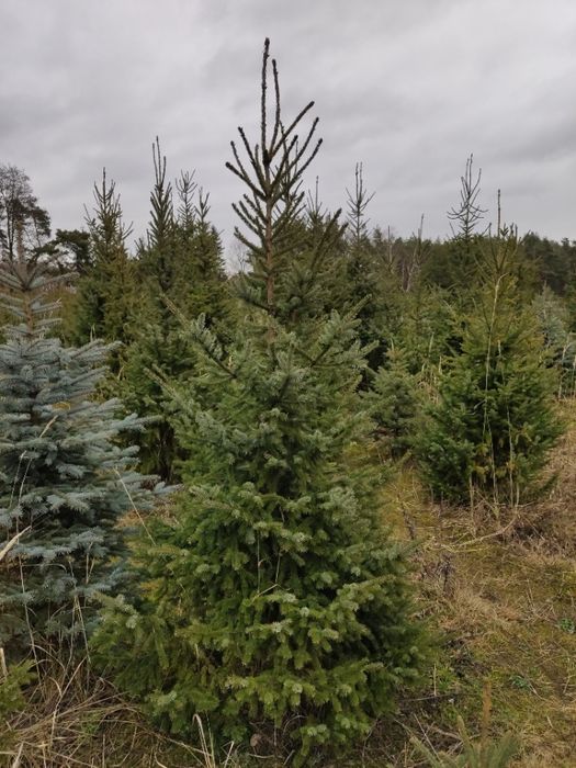 Świerk serbski od 1,5 metra