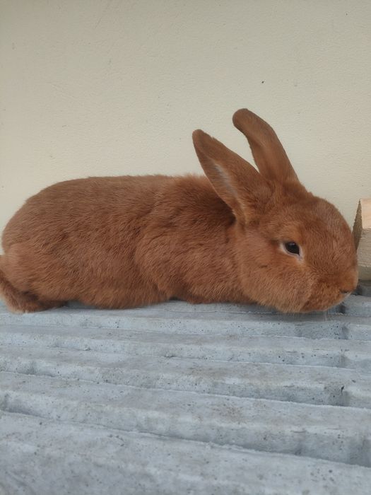 Królik Nowozelandzki czerwony samiec