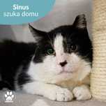 Kochany kocurek do adopcji! Poznajcie Sinusa!