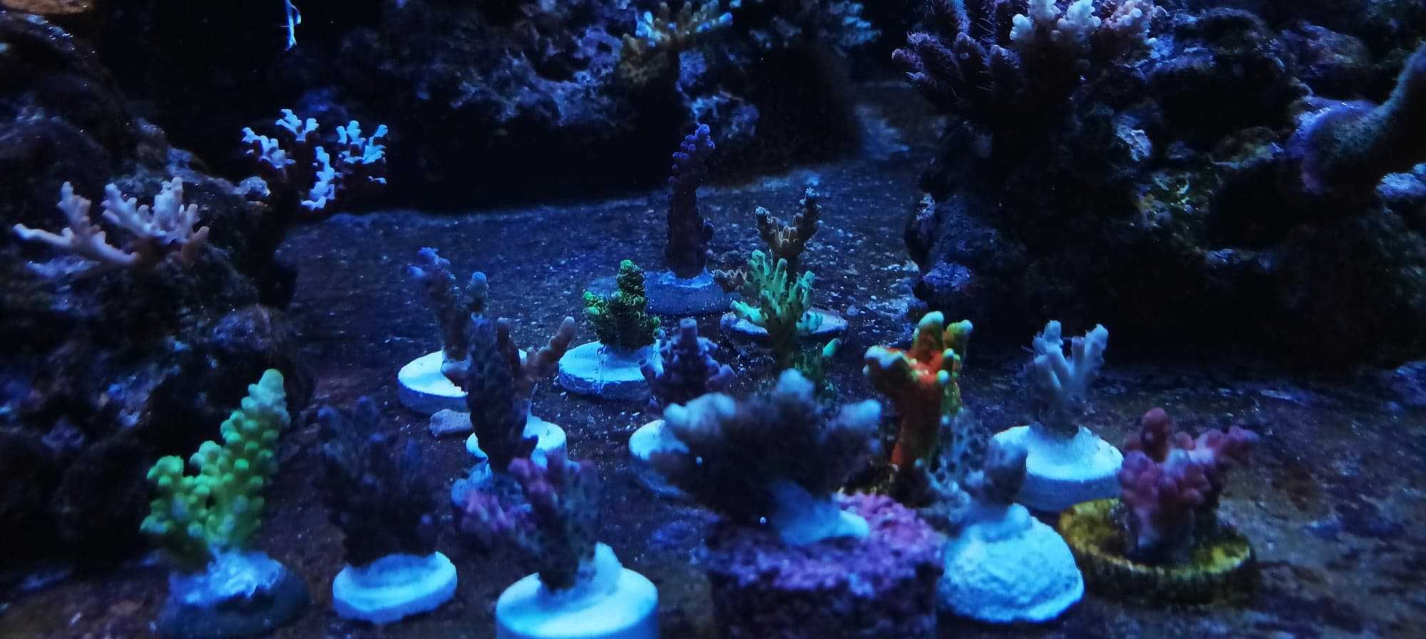 Acropora strawberry koralowce sps szczepki akwarium morskie