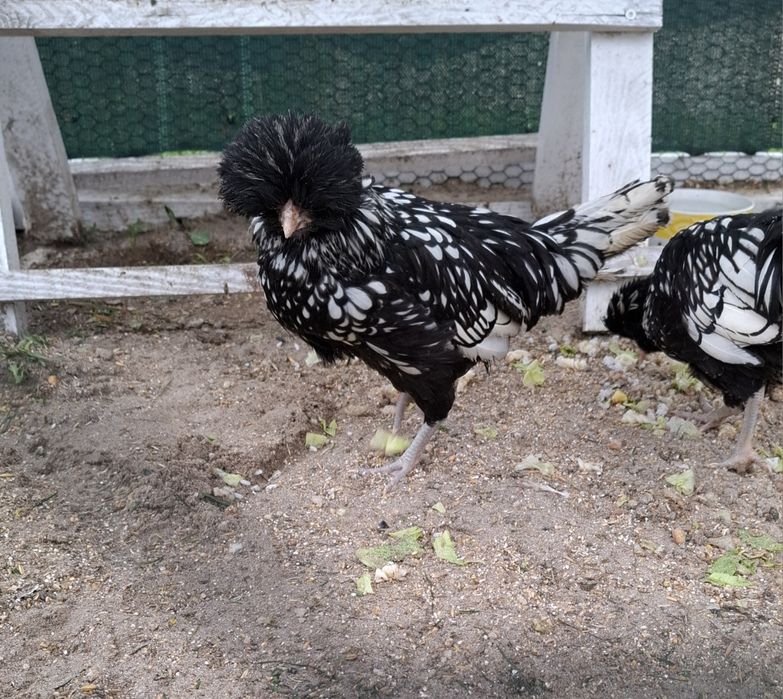 Kogut czubatki srebrnej miniaturowej