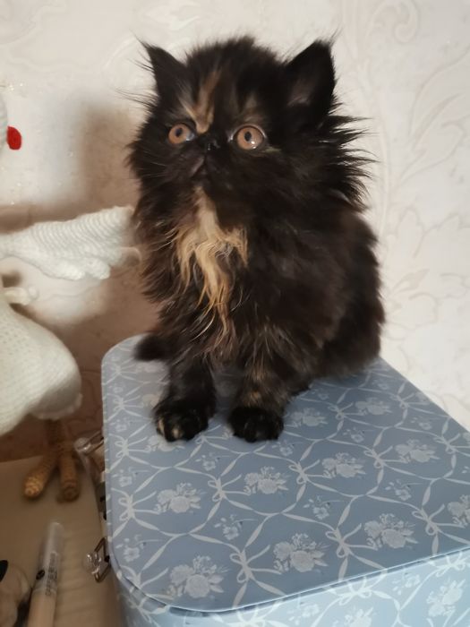 Котята персидські