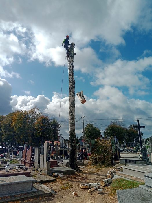 Wycinka drzew i krzewów. Prace wysokościowe. Frezowanie pni . Rębak.
