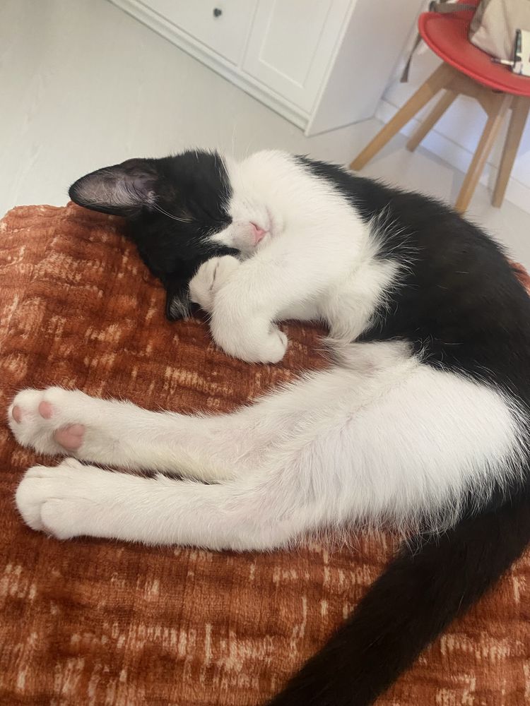 Gato bebé para adoção