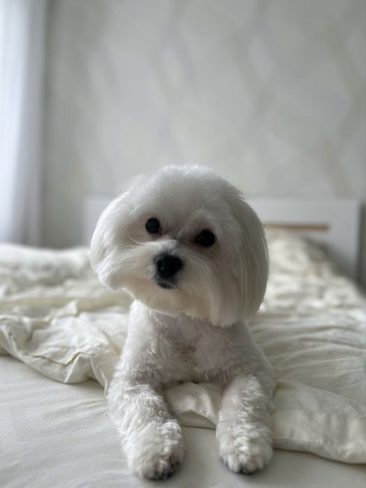 Вязка мальтезе(кобель)