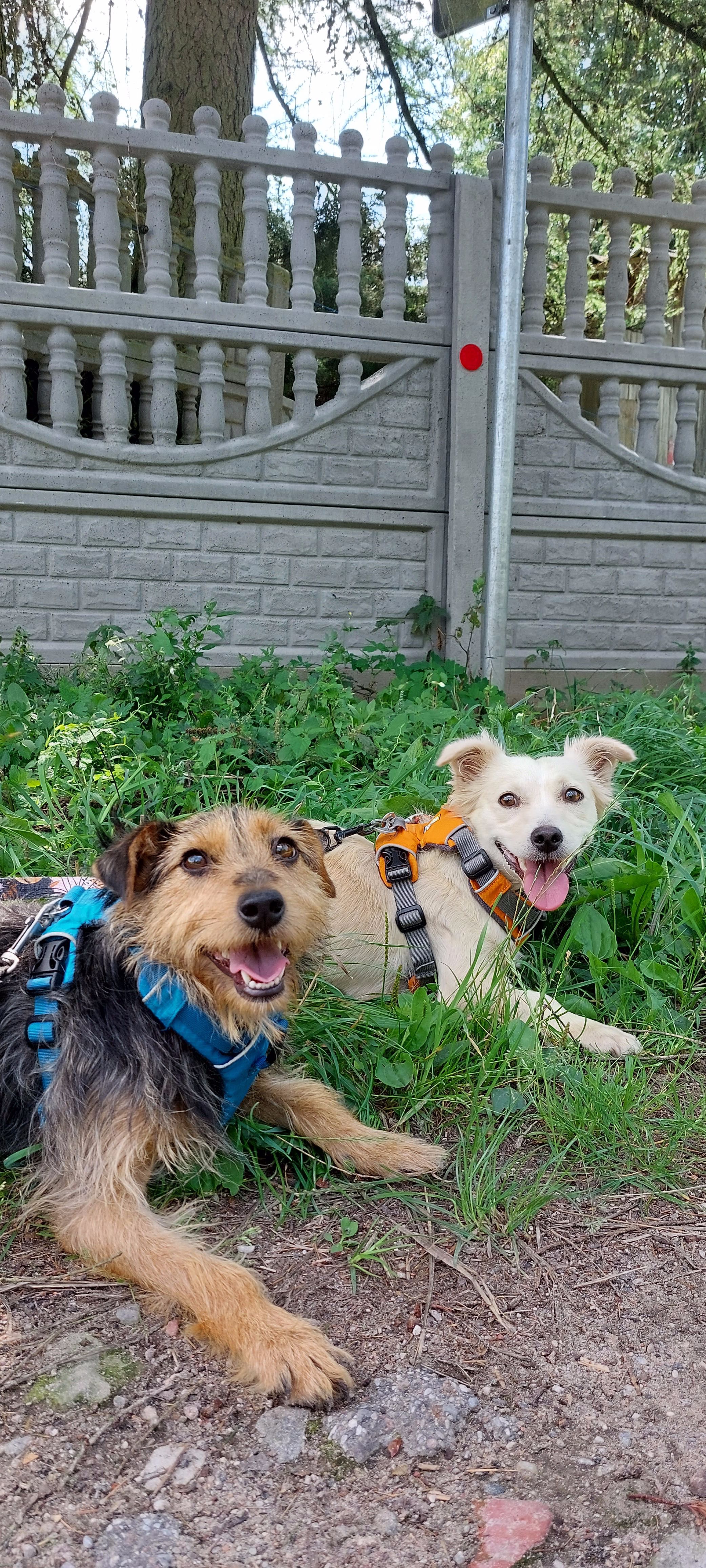 Niby terier Hana szuka domu - Schronisko Canis w Kruszewie