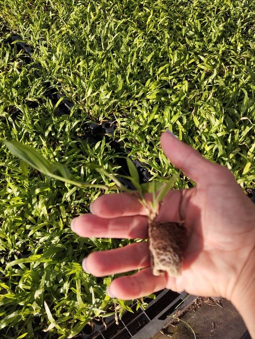 Relva brasileira s.Carlos