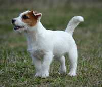 Jack Russell Terrier śliczna suczka Tami z rodowodem ZKwP FCI
