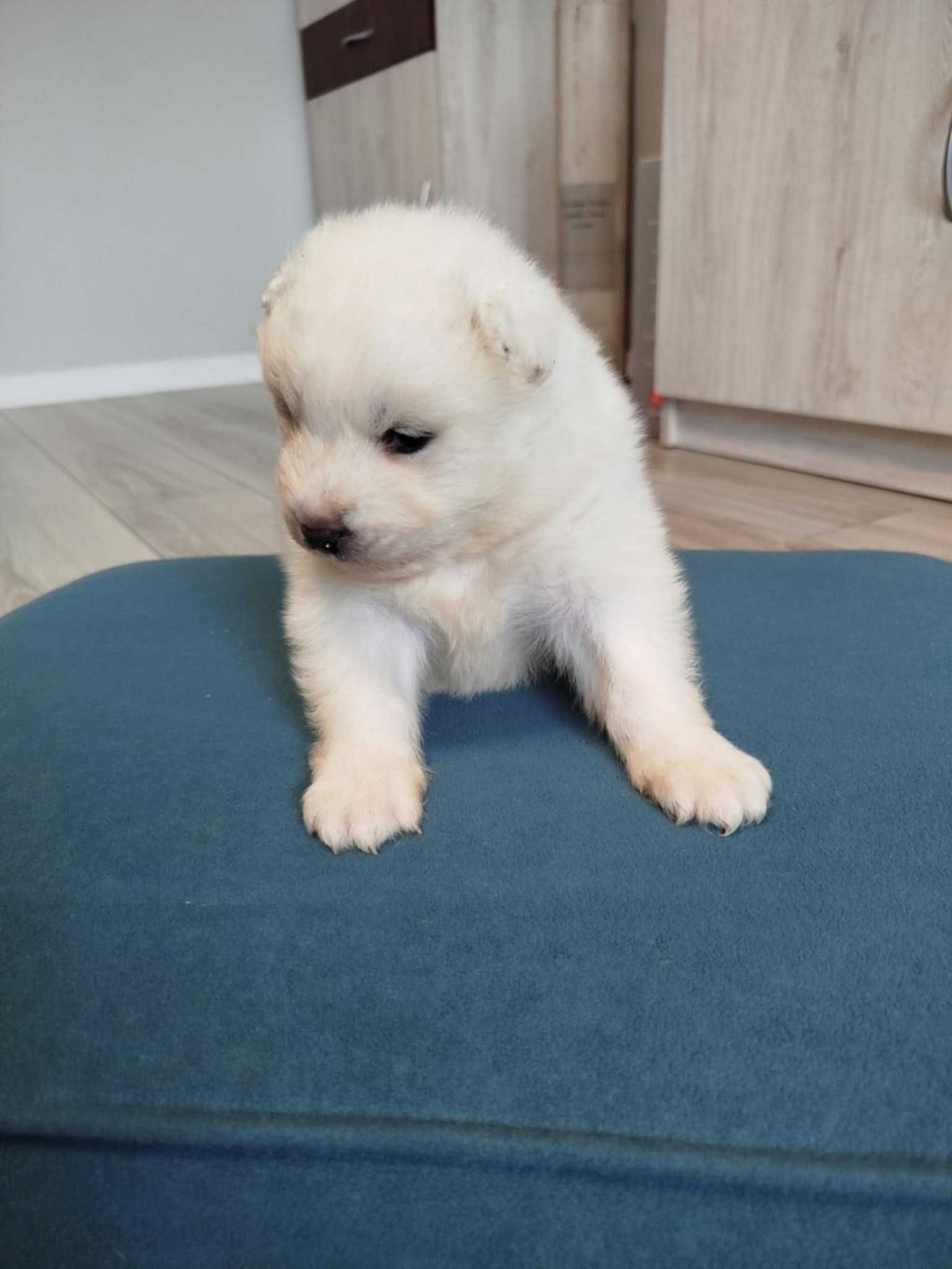 Piesek rasy Samoyed