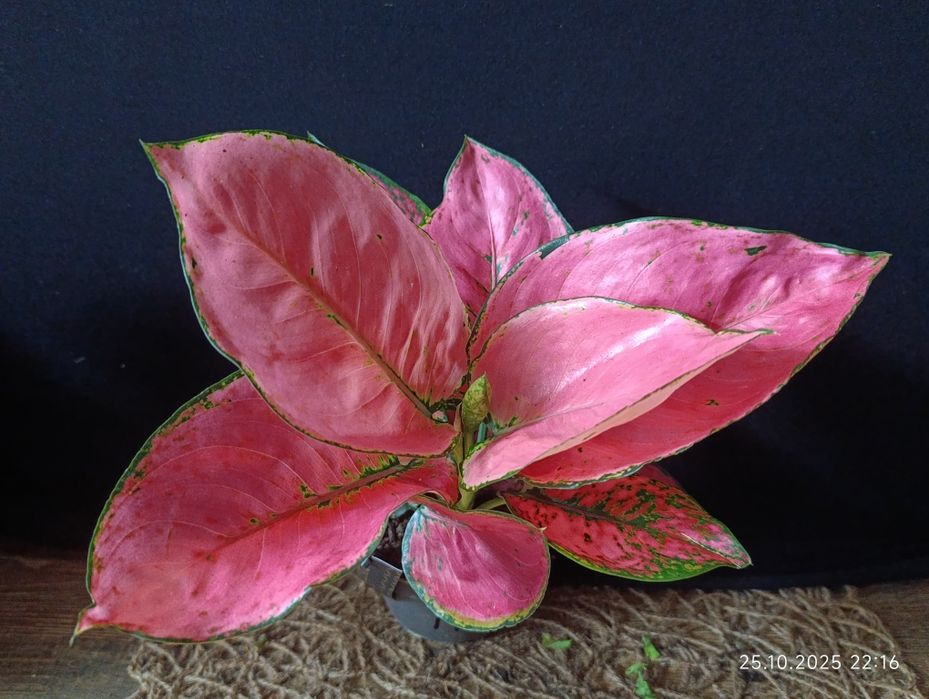 Аглаонема "Расбері Лав" (Aglaonema 'Raspberry Love')
